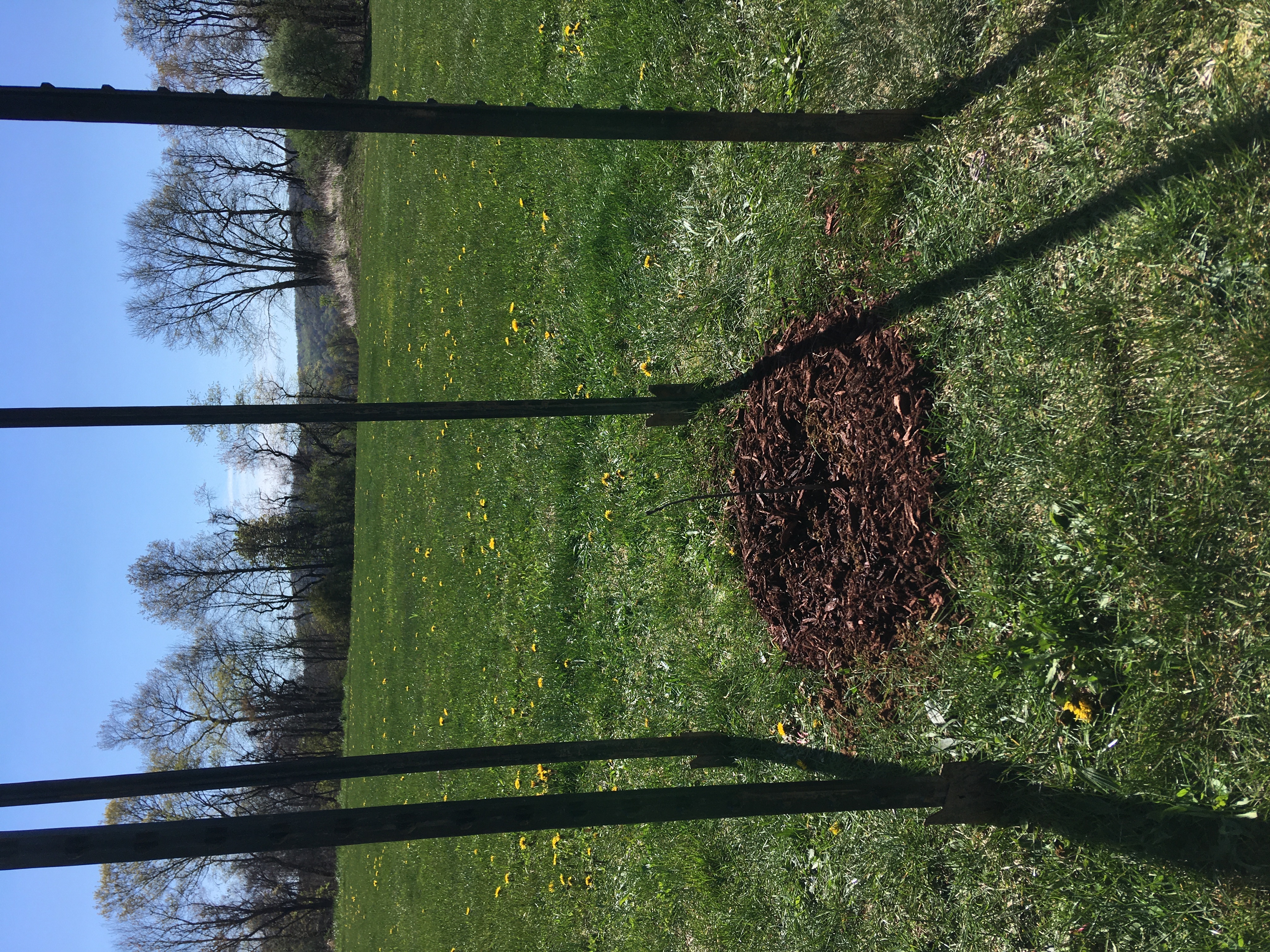 Salem Oak Planting