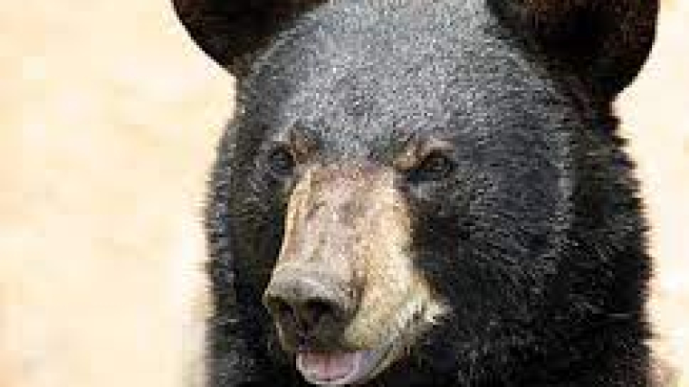 If you see a black bear